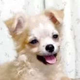チワワ(ロング)