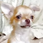 チワワ(ロング)