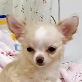 チワワ(ロング)