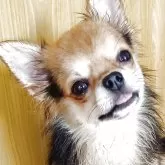 チワワ(ロング)