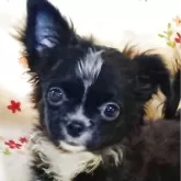 チワワ(ロング)