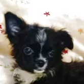チワワ(ロング)