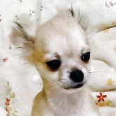 チワワ(ロング)