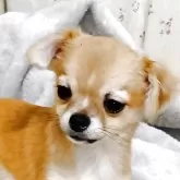 チワワ(ロング)