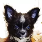 チワワ(ロング)