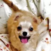 チワワ(ロング)【埼玉県・男の子・2025年6月11日・フォーンホワイト】の写真2「明るくフレンドリーです。」