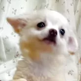 チワワ(ロング)【埼玉県・男の子・2025年8月23日・ホワイト】の写真2