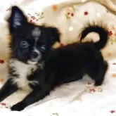 チワワ(ロング)【埼玉県・女の子・2025年6月11日・ブラックソリッド】の写真2「額の白い毛は、成長と共に少なく目立たない様になって来るかと思います。」