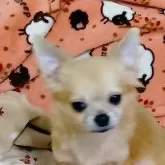 チワワ(ロング)【埼玉県・男の子・2025年6月11日・フォーンホワイト】の写真2「毛色が徐々にクリーム系に変化してきました。」