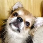 チワワ(ロング)【埼玉県・男の子・2024年12月10日・レッドセーブル】の写真3