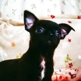 チワワ(スムース)【埼玉県・男の子・2025年9月2日・ブラックソリッド】の写真3