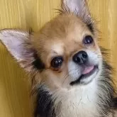 チワワ(ロング)【埼玉県・男の子・2024年12月10日・レッドセーブル】の写真4