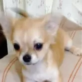 チワワ(ロング)【埼玉県・男の子・2025年6月11日・フォーン】の写真5