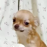 チワワ(ロング)【埼玉県・女の子・2025年6月11日・チョコレートフォーン】の写真3