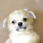 チワワ(ロング)【埼玉県・男の子・2025年6月11日・フォーンホワイト】の写真6