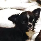 チワワ(ロング)【埼玉県・女の子・2025年6月11日・ブラックソリッド】の写真7「画像によっては、瞳の色がブルー系統に写っています。（両親共にチョコレートやブルーの因子有りです。）」