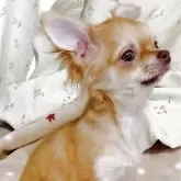 チワワ(ロング)【埼玉県・女の子・2025年6月11日・チョコレートフォーン】の写真6