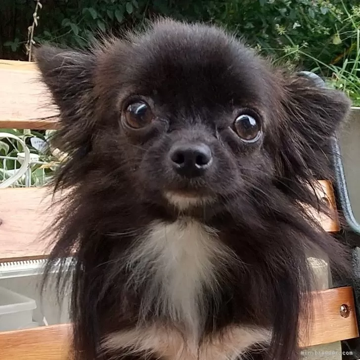 ID:2311-05735の子犬