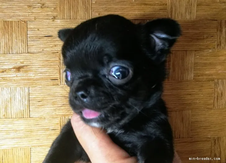 ID：1907-00462の子犬