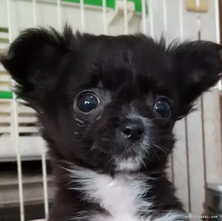 みっちゃん 様のお迎えした子犬