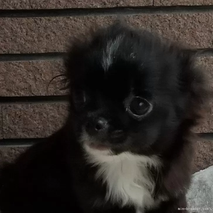 ID:2401-03798の子犬