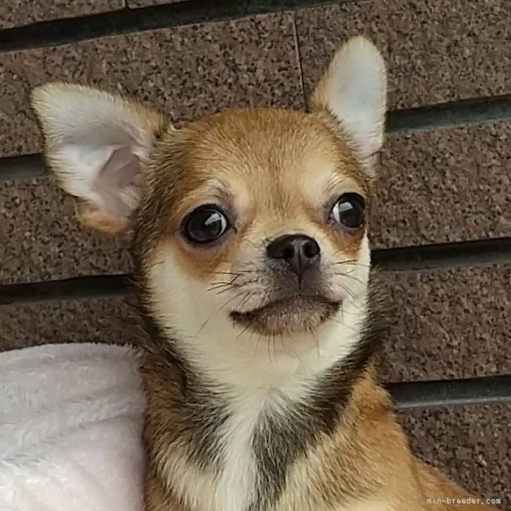 まさる 様のお迎えした子犬