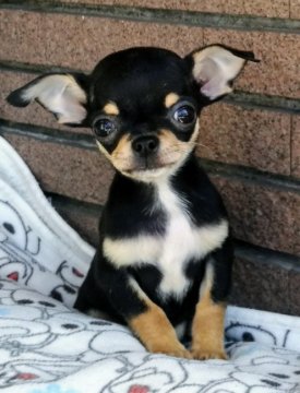 チワワ(スムース)【埼玉県・男の子・2019年9月9日・ブラック&タン】の写真「かわいいお顔，ゆったりの小粒君です。」