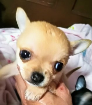 チワワ(スムース)【埼玉県・男の子・2019年3月5日・フォーン ホワイト】の写真「優しい毛色の穏やか君。諸経費込です。」