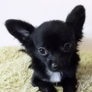 チワワ(ロング)【埼玉県・男の子・2024年4月15日・ブラックソリッド】の写真「明るく、元気なブラック君。総額表示です。」