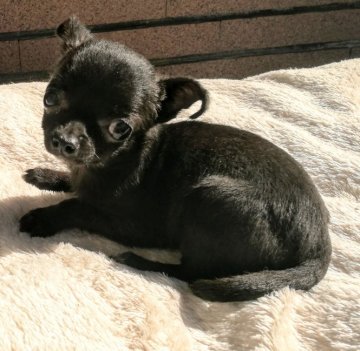 チワワ(スムース)【埼玉県・女の子・2019年7月18日・ブラックソリッド】の写真「人懐こい女の子　ワクチン1回目サービスです。」