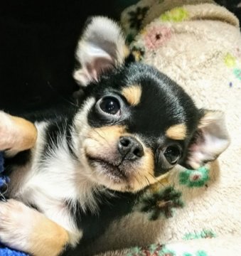 チワワ(スムース)【埼玉県・女の子・2019年10月25日・ブラック&タン】の写真「お顔立ちくっきり、元気な女の子です。」