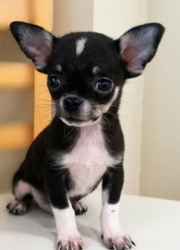 チワワ(スムース)【埼玉県・男の子・2019年10月25日・ブラック&タン】の写真「元気なスムース君。
バランスの良い男の子です。」