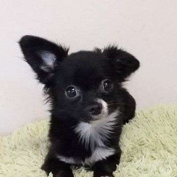 チワワ(ロング)【埼玉県・女の子・2024年4月15日・ブラック】の写真「やや小ぶり、お顔も整ってきました。総額で。」