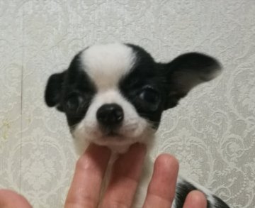 チワワ(スムース)【埼玉県・男の子・2019年7月18日・ブラック&ホワイト】の写真「お顔の詰まった牛柄のスムース君。」