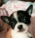 チワワ(スムース)【埼玉県・男の子・2019年3月5日・ホワイト&ブラックマーキング】の写真1「こんな写真写りですが、なかなか愛嬌者です。」