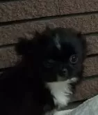 チワワ(ロング)【埼玉県・男の子・2023年10月24日・ブラック&ホワイト】の写真2