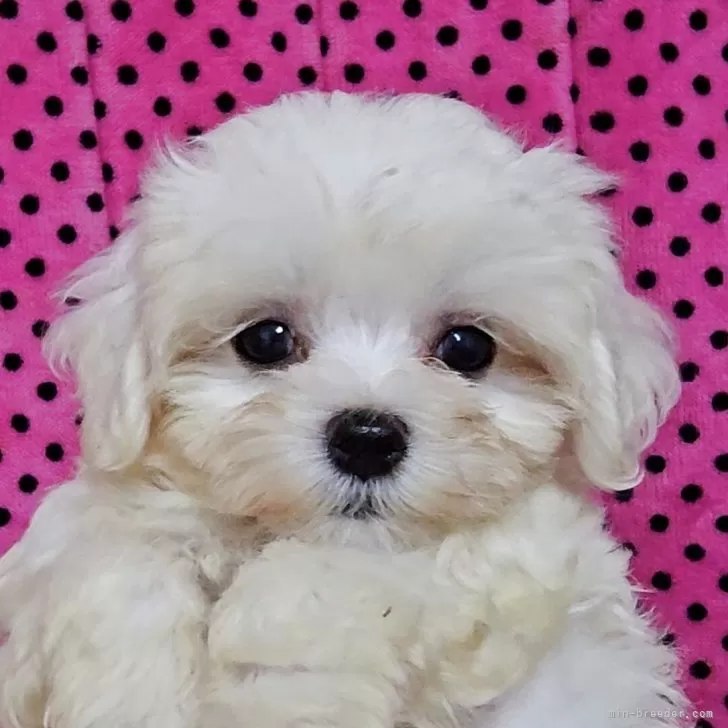 マルチーズ【京都府・女の子・2025年8月31日・ホワイト】の写真1