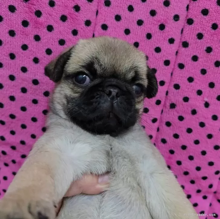 ID:2502-00413の子犬