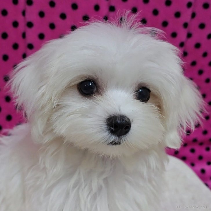 ブリーダー画像