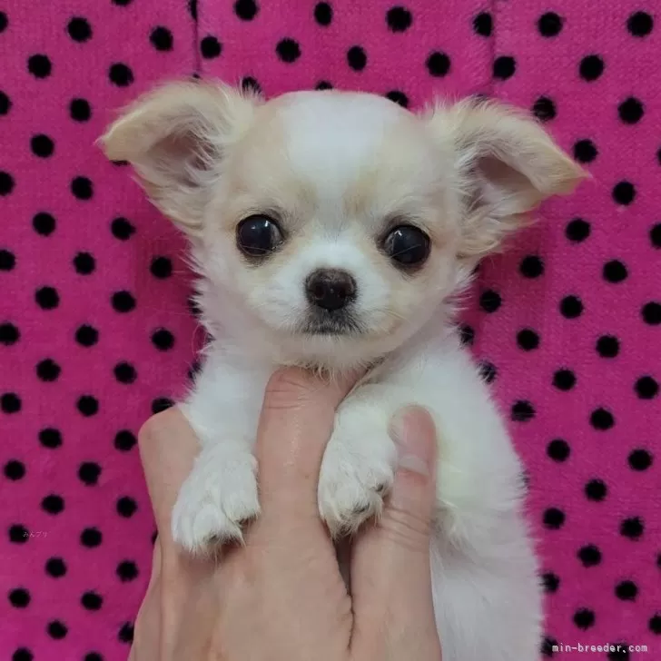 ふうまま 様のお迎えした子犬