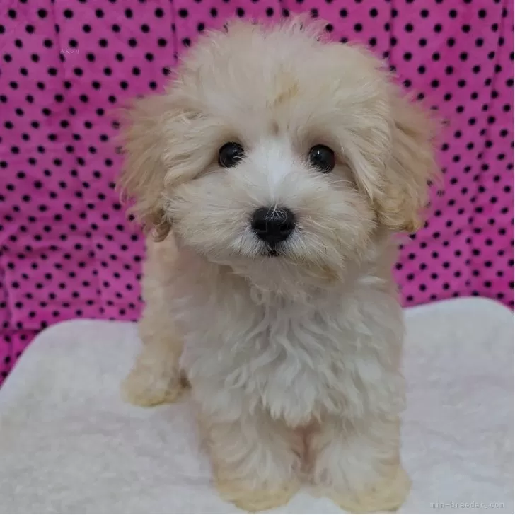 ID：2507-01548の子犬