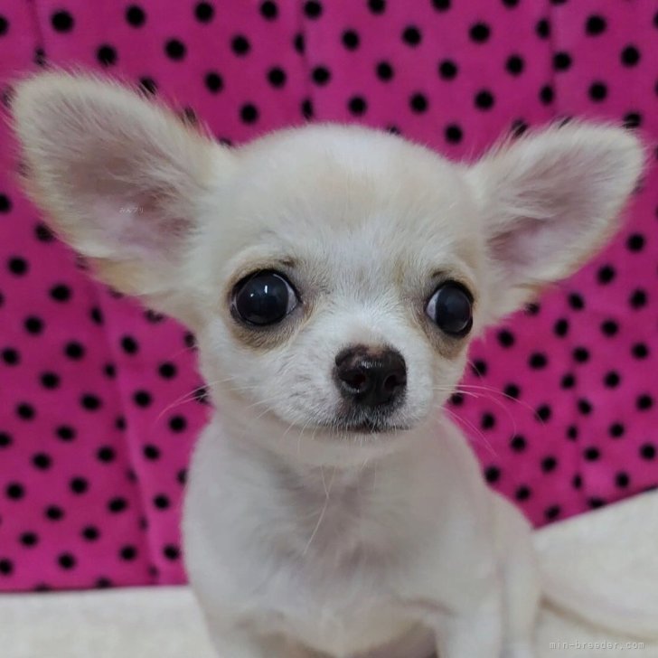 ブリーダー画像