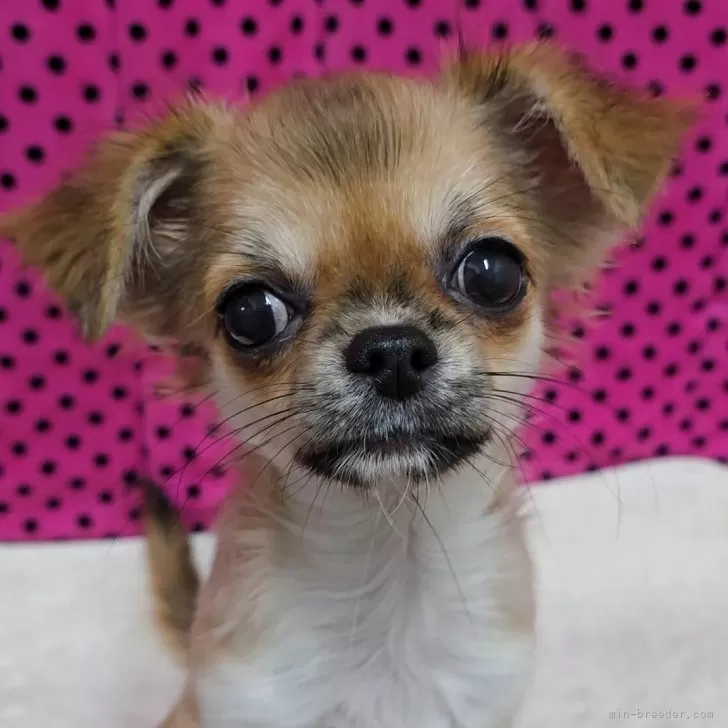 チワワ(ロング)【京都府・男の子・2025年7月10日・フォーン】の写真1「めっちゃ元気で人懐っこい活発な子です♪」