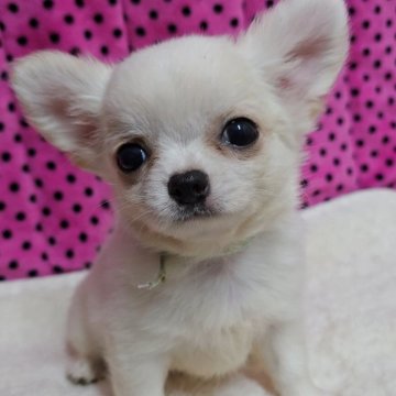 チワワ(ロング)【京都府・男の子・2025年9月1日・ホワイト&クリーム】の写真「ご飯をしっかり食べる元気な子です♪」