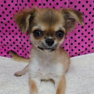 チワワ(ロング)【京都府・男の子・2025年7月10日・フォーン】の写真「日に日に男前になっていってます♪」