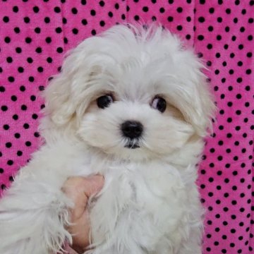 マルチーズ【京都府・男の子・2025年9月13日・ホワイト】の写真「ふわっふわっな男の子です❤️」