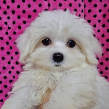 マルチーズ【京都府・女の子・2025年8月31日・ホワイト】の写真「元気でかわいい女の子です♪」