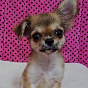 チワワ(ロング)【京都府・男の子・2025年7月10日・フォーン】の写真「日に日に男前になっていってます♪」