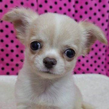 チワワ(ロング)【京都府・男の子・2025年9月1日・クリーム&ホワイト】の写真「ご飯をしっかり食べる元気な子です♪」