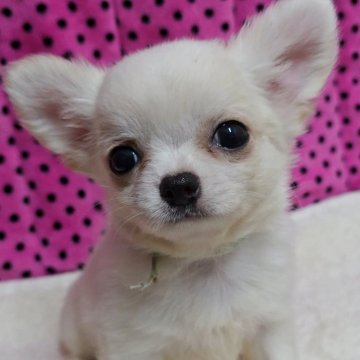 チワワ(ロング)【京都府・男の子・2025年9月1日・ホワイト&クリーム】の写真「ご飯をしっかり食べる元気な子です♪」